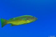 Mycteroperca rosacea Merou jaune de Californie phase jaune-La Paz Los Islotes Arche-14m-20181025-Denis-ADER-DSC_0143_tn